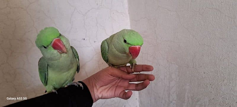 Raw parrot pair with cage 3