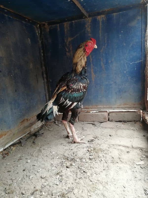 Murgh for sale healthy end active 2