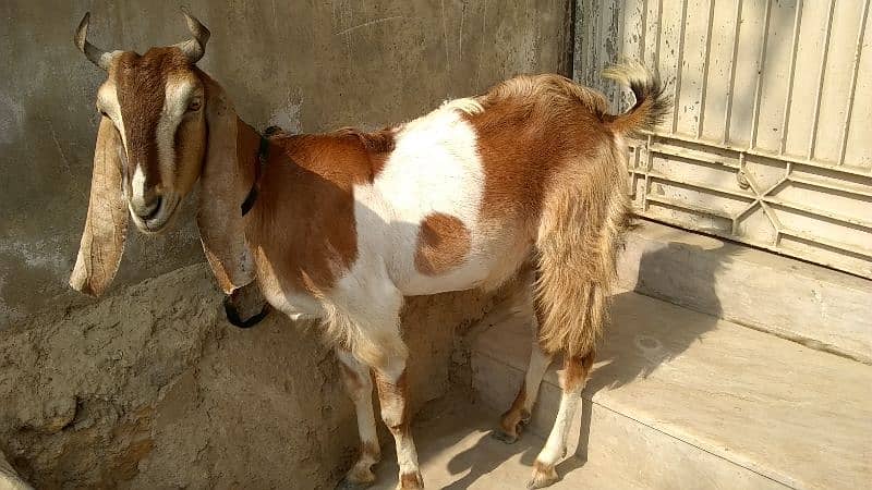 kamori Cross bakri for sale 0