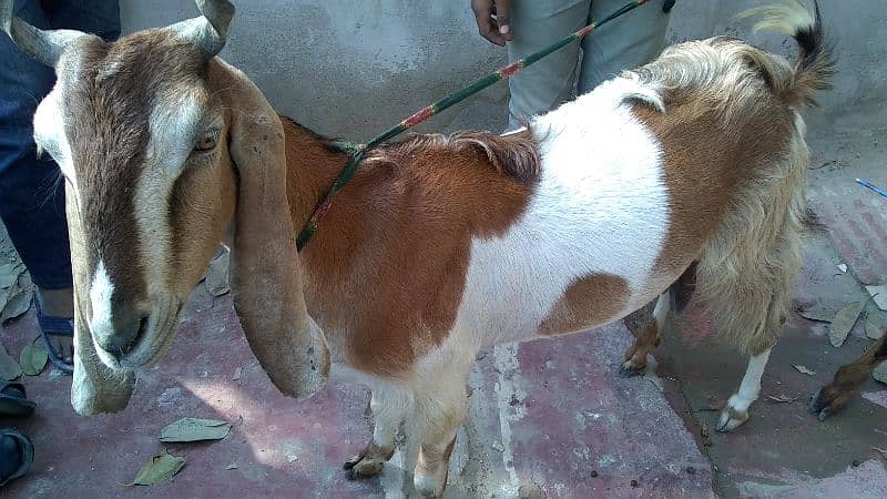 kamori Cross bakri for sale 3