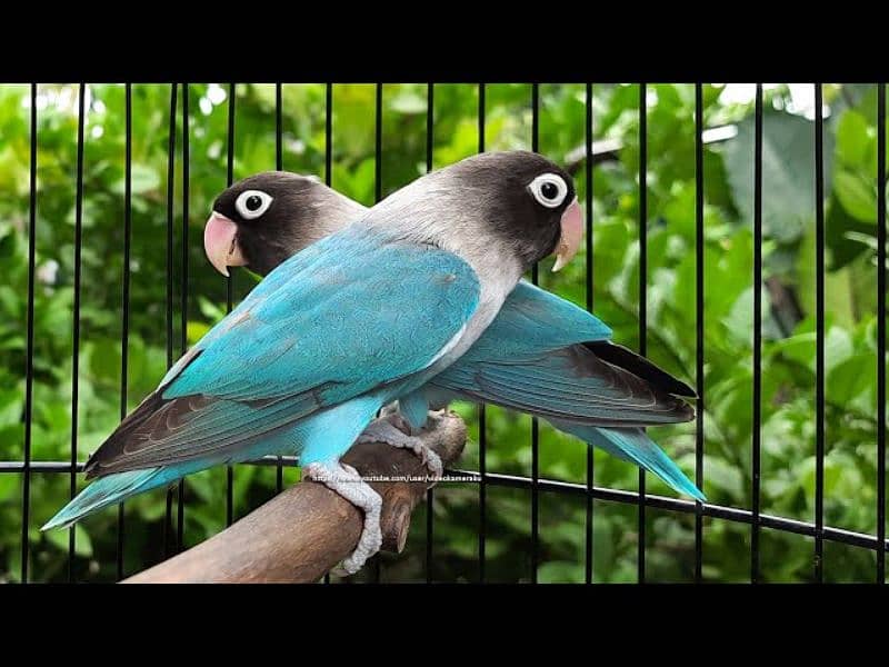 Blue Love Birds Pair 0