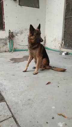 German Shepherd Female