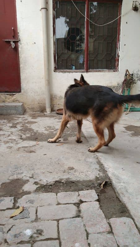 German Shepherd Female 5