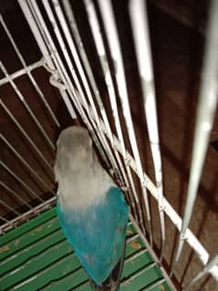 These are lovebirds, visual blue birds