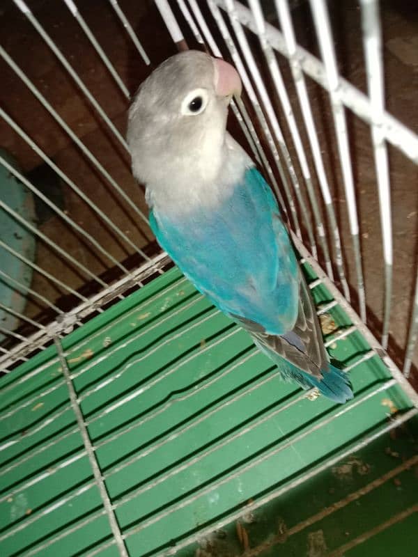 These are lovebirds, visual blue birds 3