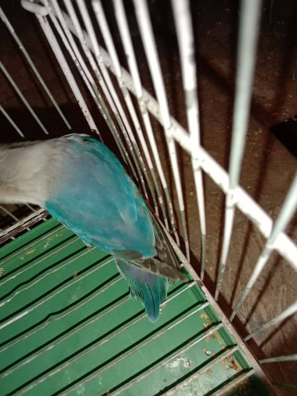 These are lovebirds, visual blue birds 4