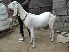 Goat ( bakri ) for sale