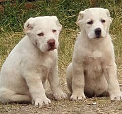 alabai dog pair 2 months for sale security dog