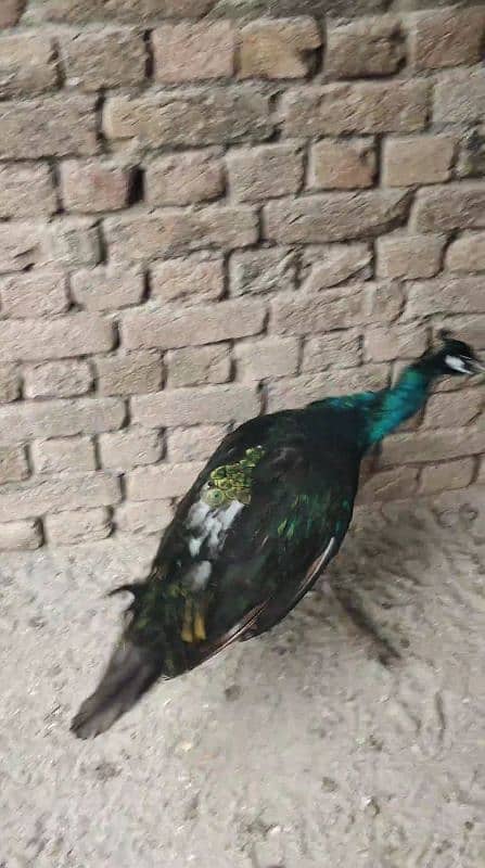 peacock 4