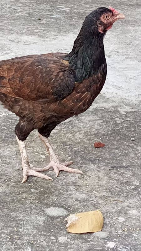 pure aseel quality bird for sale 2