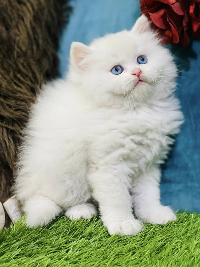 BLUE EYE pure breed kittens triple coated high quality furr for sale 4