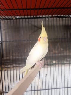 Breeder cocktail for sale