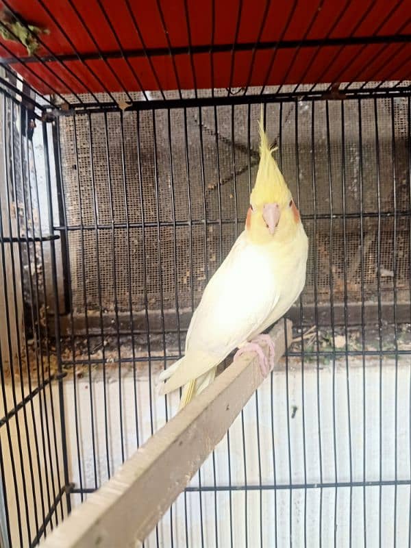 Breeder cocktail for sale 3