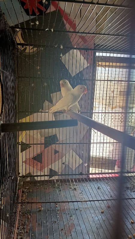 love birds for sell complete setup 12