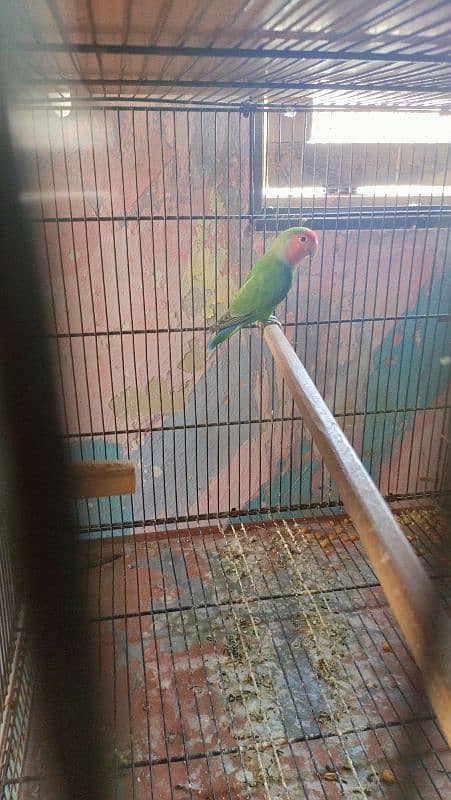 love birds for sell complete setup 16