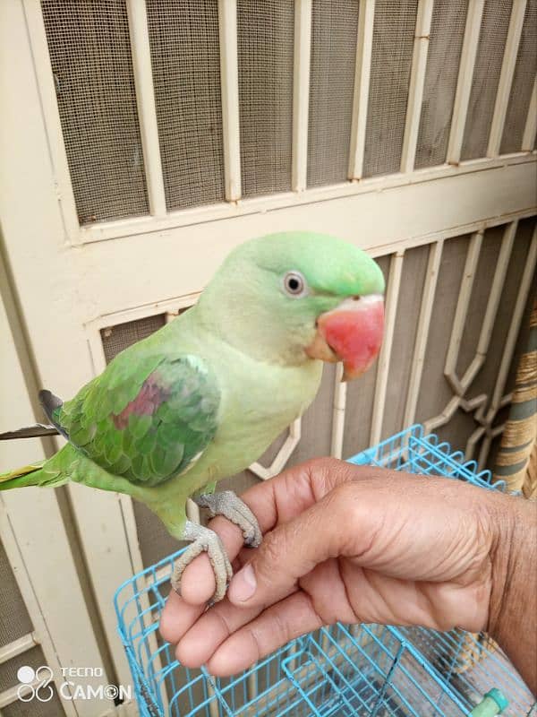 raw parrot hand tamed 4