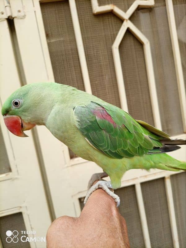 raw parrot hand tamed 5