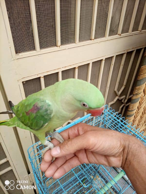 raw parrot hand tamed 6