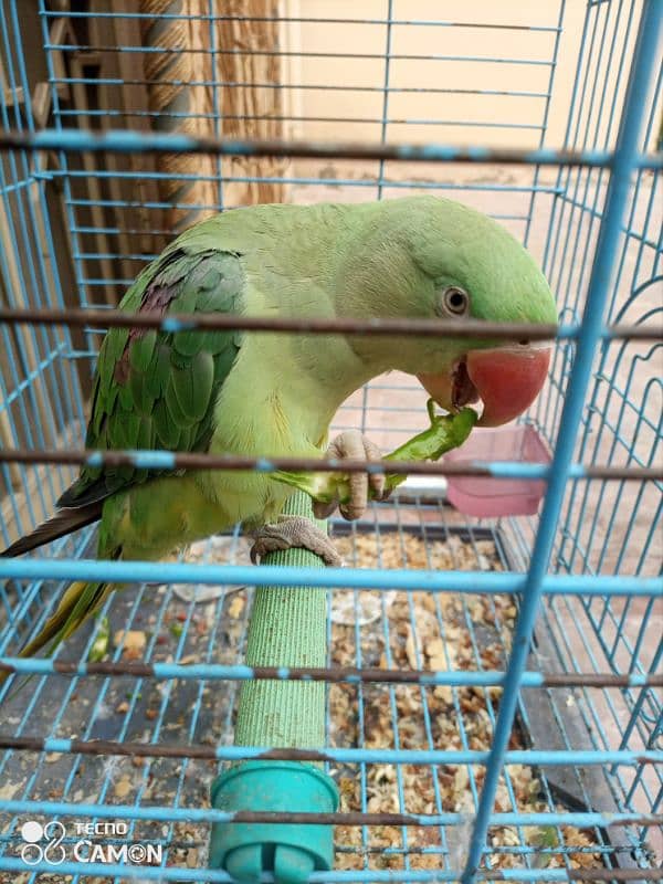 raw parrot hand tamed 7