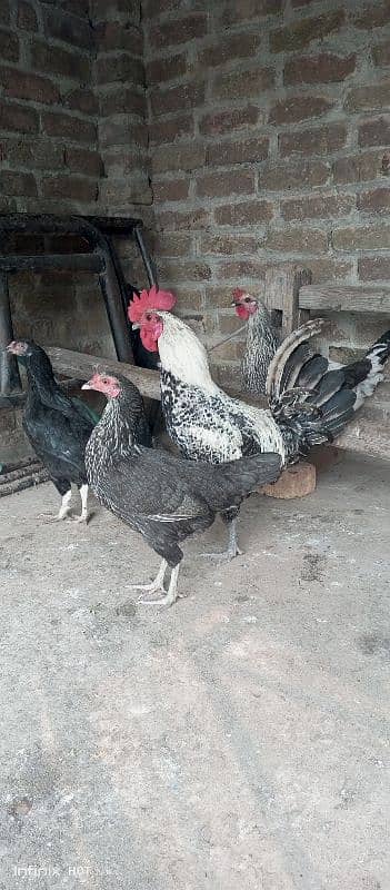 Desi hens for sel 0