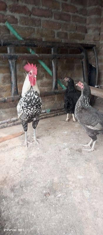 Desi hens for sel 1