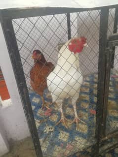 white morga for sale location tarnol