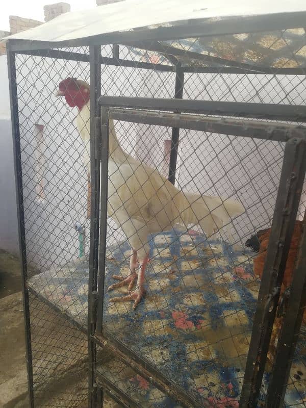 white morga for sale location tarnol 1