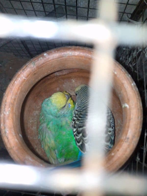 Budgies breed pair urgent sale with cage 0