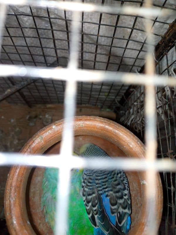 Budgies breed pair urgent sale with cage 2