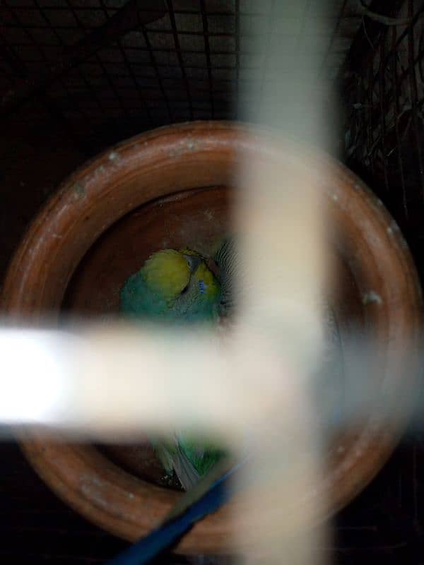 Budgies breed pair urgent sale with cage 4