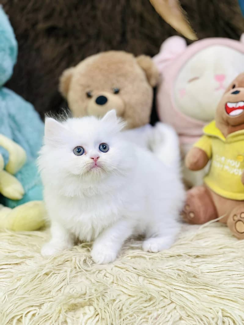 Blue eye persian triple coated healthy trained kittens]cash on delive 3