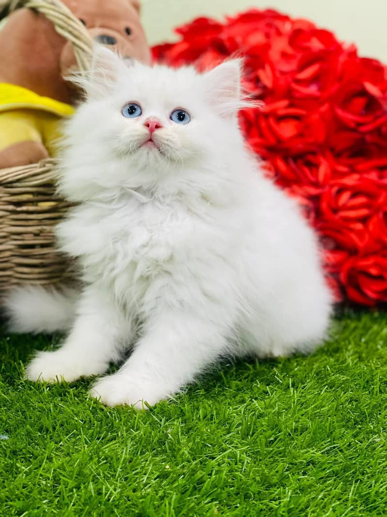 Blue eye persian triple coated healthy trained kittens]cash on delive 5