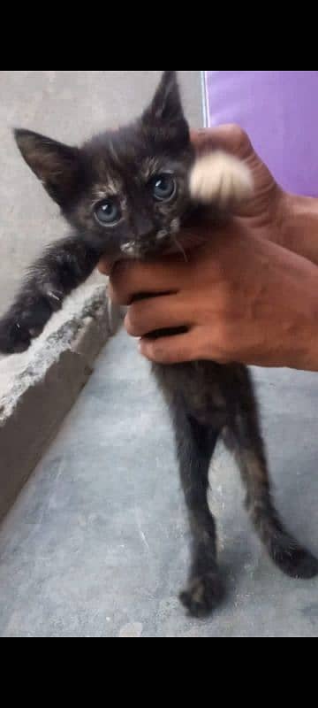 Persian Cat Double Coated Black Color Female 4k Grey Color Female 5k 0