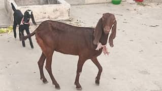 Goat With 2 Male kids - A1 Quality Healthy and Beautiful