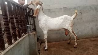 Makhi chini bakri 0321 470 70 59