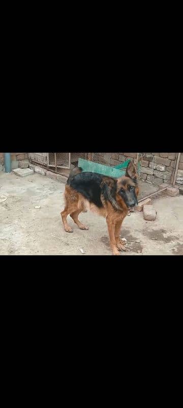 pink pedigree breeder female for sale 1