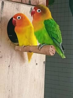 Yellow Green Breeder Pair