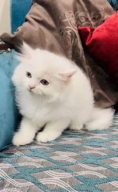 pure breed persian triple coated high quality trained kittens[COD]