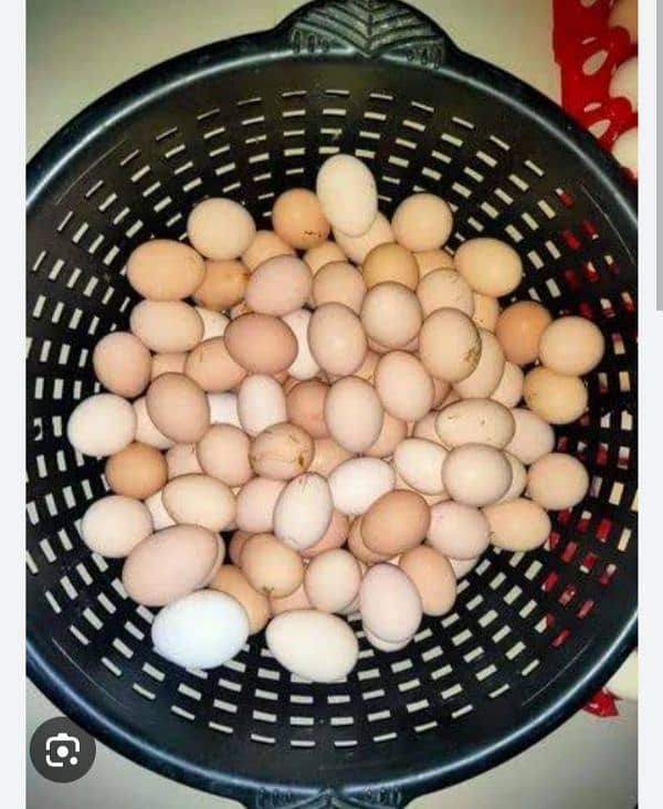 Ghar ki Pali murghion k pure desi eggs 1