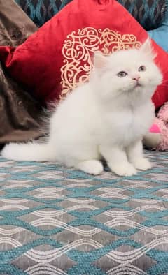 Pure breed gift quality triple coated healthy kittens [cash on delive