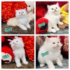 Pure breed gift quality triple coated healthy kittens [cash on delive