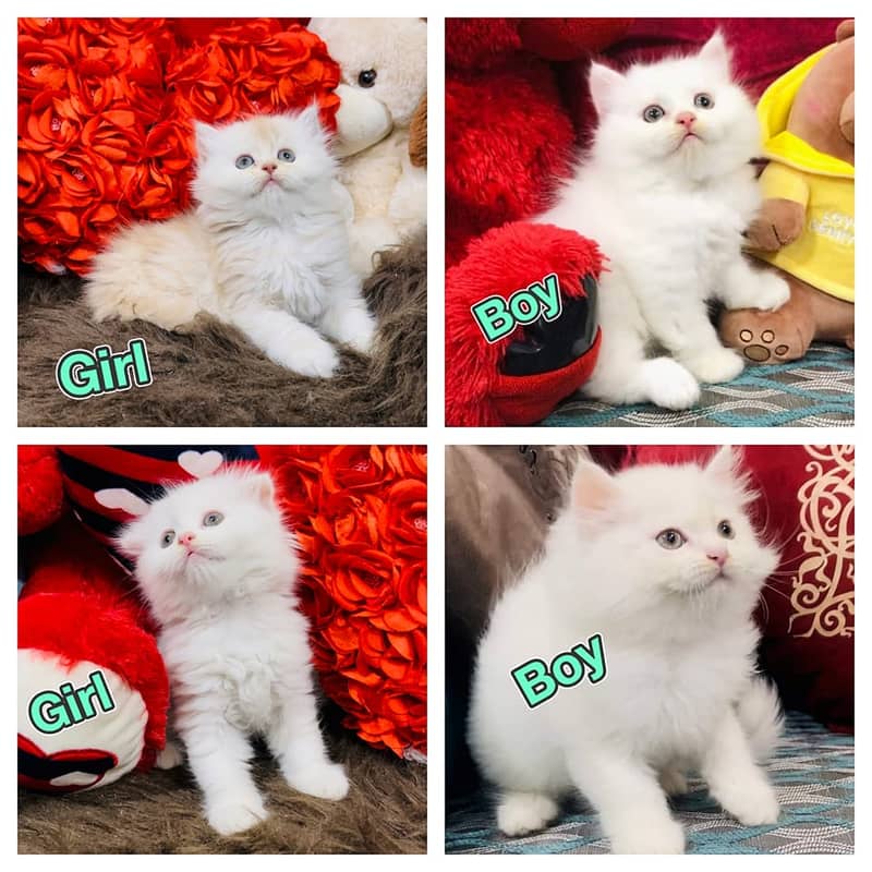 Pure breed gift quality triple coated healthy kittens [cash on delive 0