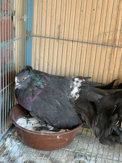 Indian fantail Breeder Pair