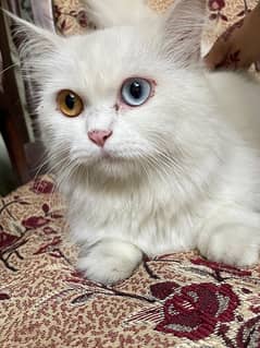 Persian