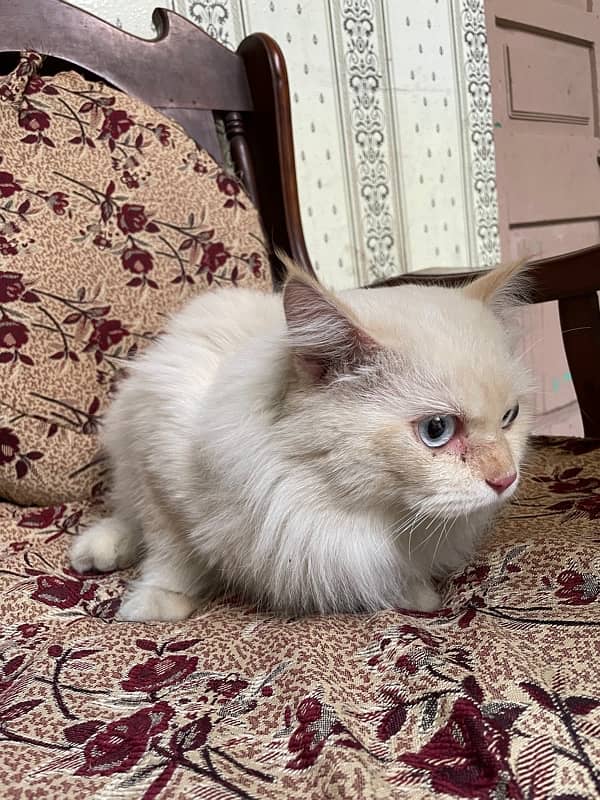 Persian Pair for sale 1