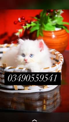 Persian/cats/kittens/Babies/ Available for sale