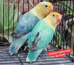 Quality Lovebirds Pairs