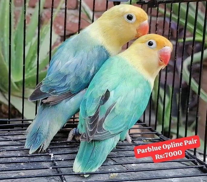 Quality Lovebirds Pairs 0