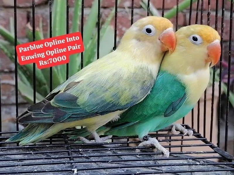 Quality Lovebirds Pairs 1