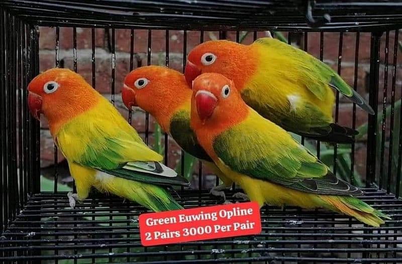 Quality Lovebirds Pairs 5